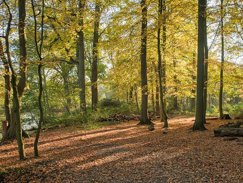 trees and leaves in the forest in autumn colors like gold red and orange