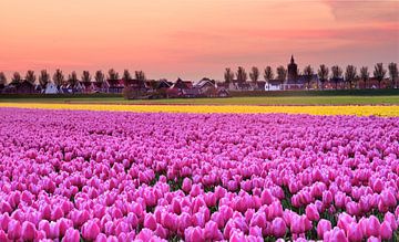 Tulip field with view of the Rijp