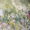 Wilde witte kievitsbloem met dauw van Gonnie van de Schans