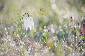 Wilde witte kievitsbloem met dauw