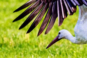 Storch bei der Futtersuche