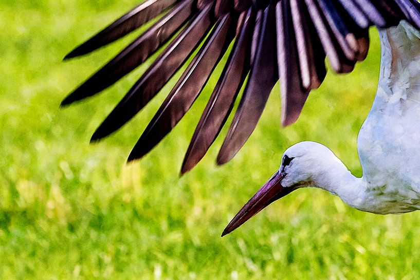 Stork foraging by Andreas Müller