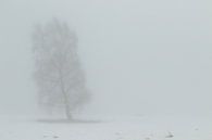 Eenzame boom in de winter. van Alex Roetemeijer thumbnail