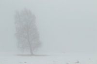 Eenzame boom in de winter.