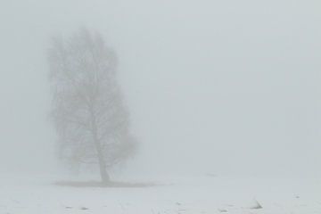 Eenzame boom in de winter. van Alex Roetemeijer