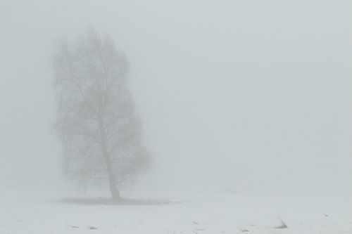Lonely tree in the winter. by Alex Roetemeijer
