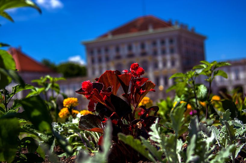 Bloemen van Nymphenburg van Michael Nägele