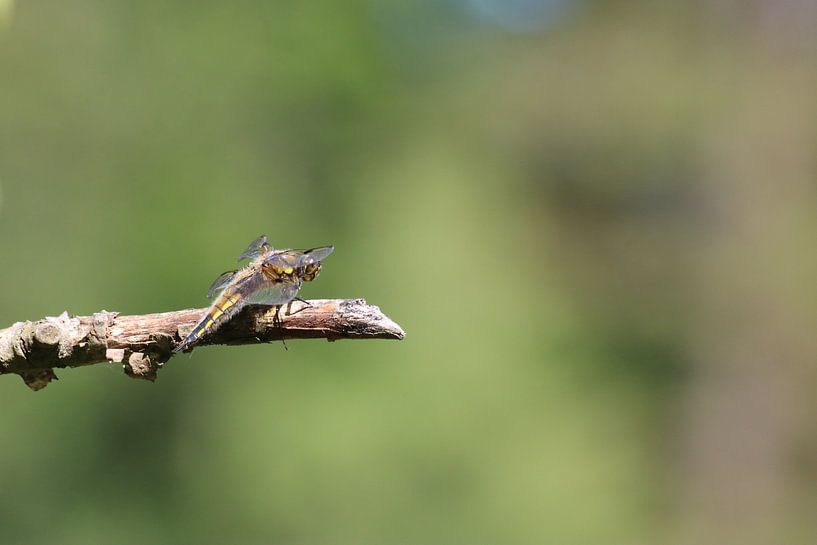 dragonfly by Rick Kroeze