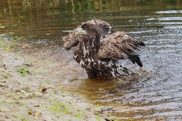European white-tailed eagle by Loek Lobel