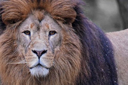 Löwe Aug in Aug von Andreas Gajewski