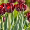 Dunkelrote Tulpen in Nahaufnahme von Patricia Hofmeester
