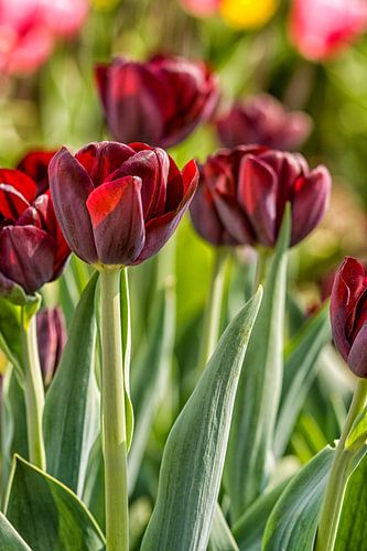 Dark red tulips in close-up