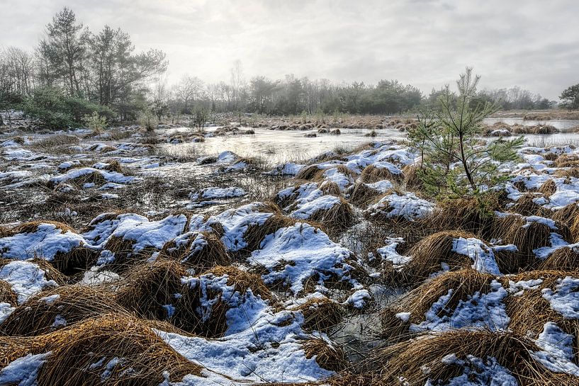 Naturschutzgebiet, tiefstehende Wintersonne, Nebel und Schnee, von Arthur van den Berg
