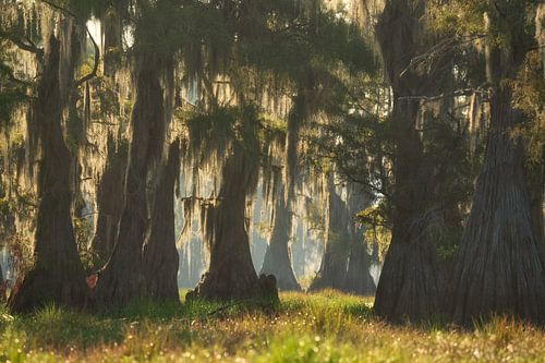 In de wetlands van Zuid USA