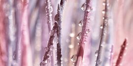 Tropfen von Violetta Honkisz