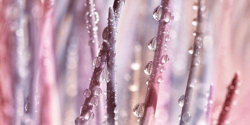 Drop sur Violetta Honkisz