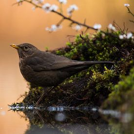 Blackbird by Astrid Brenninkmeijer