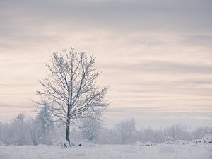 Winter auf dem Hornberg