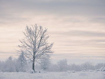 Winter op de Hornberg van Max Schiefele