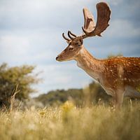 Amsterdamse Waterleidingduinen