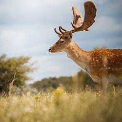 Amsterdam Waterleidingduinen