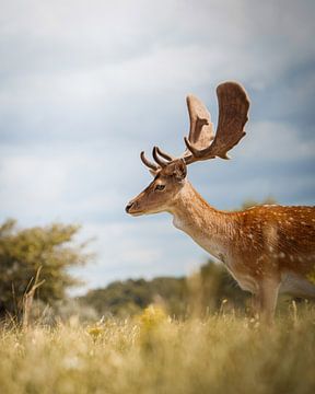 Fallow deer from a low vantage point by Tom Zwerver
