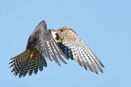 roodpootvalk in vlucht