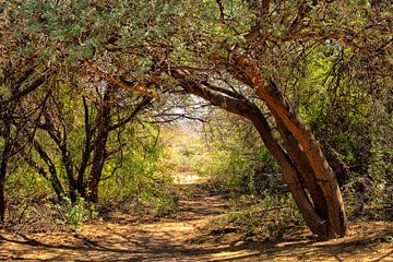 Open plek in het bos