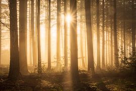 Arrival by Koen Boelrijk Photography