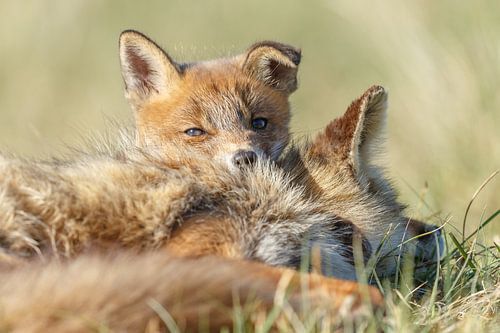 Red fox cub cuddle