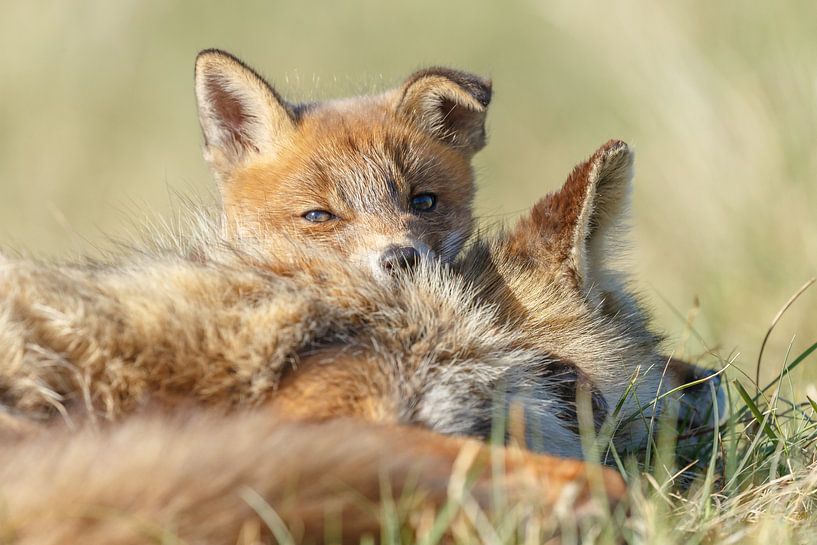 Knuffelen met moeders van Menno Schaefer