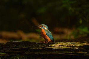 Eisvogel