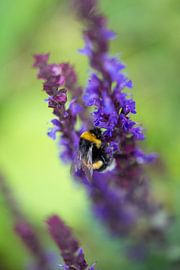 Bourdon sur les fleurs sur Arthur van der Zwan