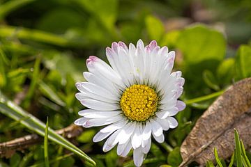 Marguerite sur Melany Lampe