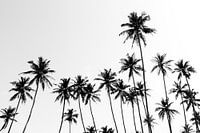 DANCING PALMS