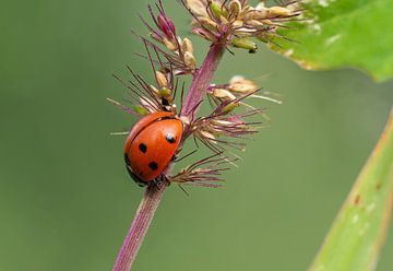 Ladybird on a plant stem by Reiner Conrad