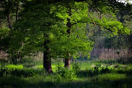 Serene calm by Marc Houter