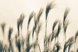 Se balancer au gré du vent sur Jan Talmon