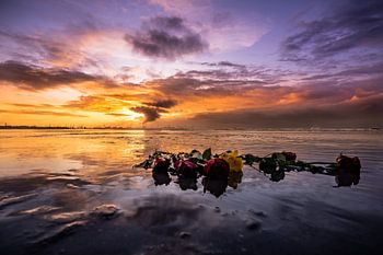 Zonsondergang rozen in de zee