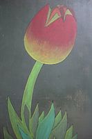 Tulp
