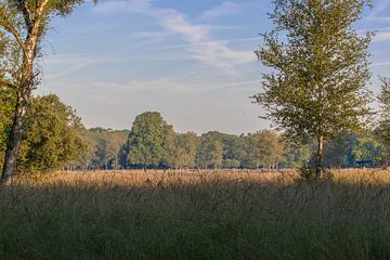 paysage de landes sur Tania Perneel