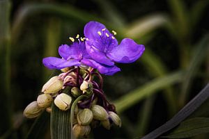 Tag Blume