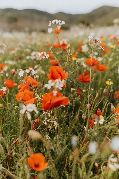 ein Feld voller Mohnblumen von Iris van Tricht