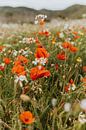 ein Feld voller Mohnblumen von Iris van Tricht Miniaturansicht