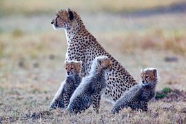 Cheetahs during rain by Peter Michel