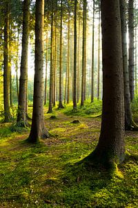 Wald von Günter Albers