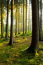 bos van Günter Albers thumbnail