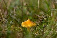 Sur un petit champignon