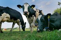 Curious cow 1