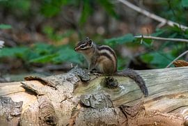 The Siberian Squirrel by Merijn Loch